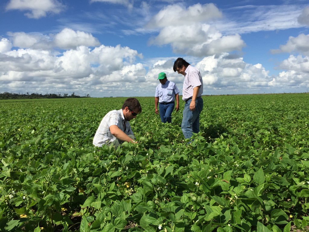 Chia seeds has become very popular lately. The chia has been used to calm nerves and strengthen the memory, but it is also a great source of energy thanks to its high content of omega-3 nutritional vitamins, beneficial proteins and fibers. But did you know which is the best chia crop in the world? Where the best chia seeds come from? How is the weather like? Chia seeds grow well on sandy soils and on those of moderate fertility, although it grows better in those with a good fertility. Like most of the salvias, chia, Salvia hispanica, prefers light soils that have good drainage. In terms of the level of humidity, chia seeds are also tolerant to drought, they do not need many rains for their growth and development. However, chia does not tolerate too well an excess of moisture or frost. Chia is not affected by rains, but the crop can suffer if there is heavy rain in the time of the flowering. It also need a good sun, indispensable to produce the fruit. For all the reasons mentioned above, Bolivia is the perfect place to grow chia because it meets all climate requirements. At Gold Foods USA, we realized this, and all our chia comes from the soil of Bolivia, due to its altitude, geographical and climatic features. Its soil responds to nutrient requirements that the crop requires. Maintenance of the chia crop It is very important to make a good weed control, as well as sow and harvest at the right time, the crop rotation and the soil fertilization. To be successful in the establishment of the cultivation of chia, a good time for planting is between the moths of April and May. Bloom time is related to low temperatures of winter to be able to bloom, fertilize and germinate the fruit. Chia harvest In addition to all its nutritional virtues, chia also gives us very ornamental beautiful mauve flowers. The harvest starts when the petals fall, about four months later of the sowing (120 to 130 days), according to its maturity state. If the chia is left for a longer time, the ripe seeds fall to the ground. As the harvest is intensive and on small surfaces, it is usually done manually at ground level to prevent post-harvest losses. Seeds develop in clusters, which usually continue to flourish. 20% of the bunch is still green. Then, the rest can be harvested and has a yellowish color. There are several capsules, each of which contains three to four seeds. Finally, when chia seeds reach the final consumer, it can be eaten both cooked and uncooked, seasoned on salads, beverages or any dish or dessert, bread, pastries, etc. Chia seeds are facing a new popularity among affluent consumers from North America, Europe, Japan and emerging markets. In short, chia is seen as one of the most promising crops for the future world.