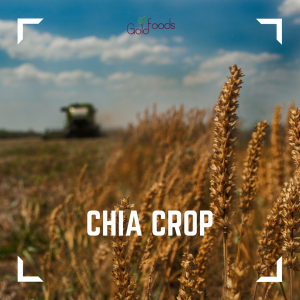Chia seeds crop