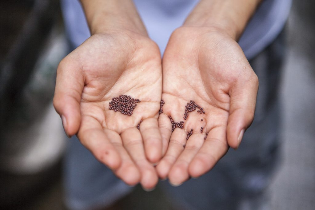 Chia seeds grow in the international market